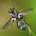 Cylindromyia propusilla - photo 3