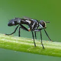 Cylindromyia propusilla - photo 4