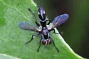 Cylindromyia propusilla - photo 5