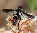Cylindromyia signatipennis
