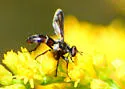 Cylindromyia signatipennis - photo 2