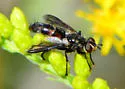 Cylindromyia signatipennis - photo 3
