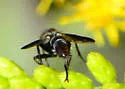 Cylindromyia signatipennis - photo 4