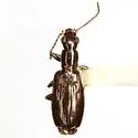 Cylindronotum aeneum