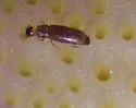 Cylindroselloides dybasi
