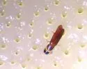 Cylindroselloides dybasi - photo 2