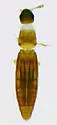 Cylindroselloides dybasi - photo 4