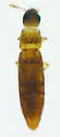 Cylindroselloides dybasi - photo 5