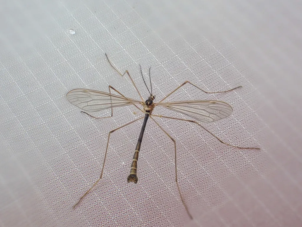 Cylindrotoma americana - photo 2