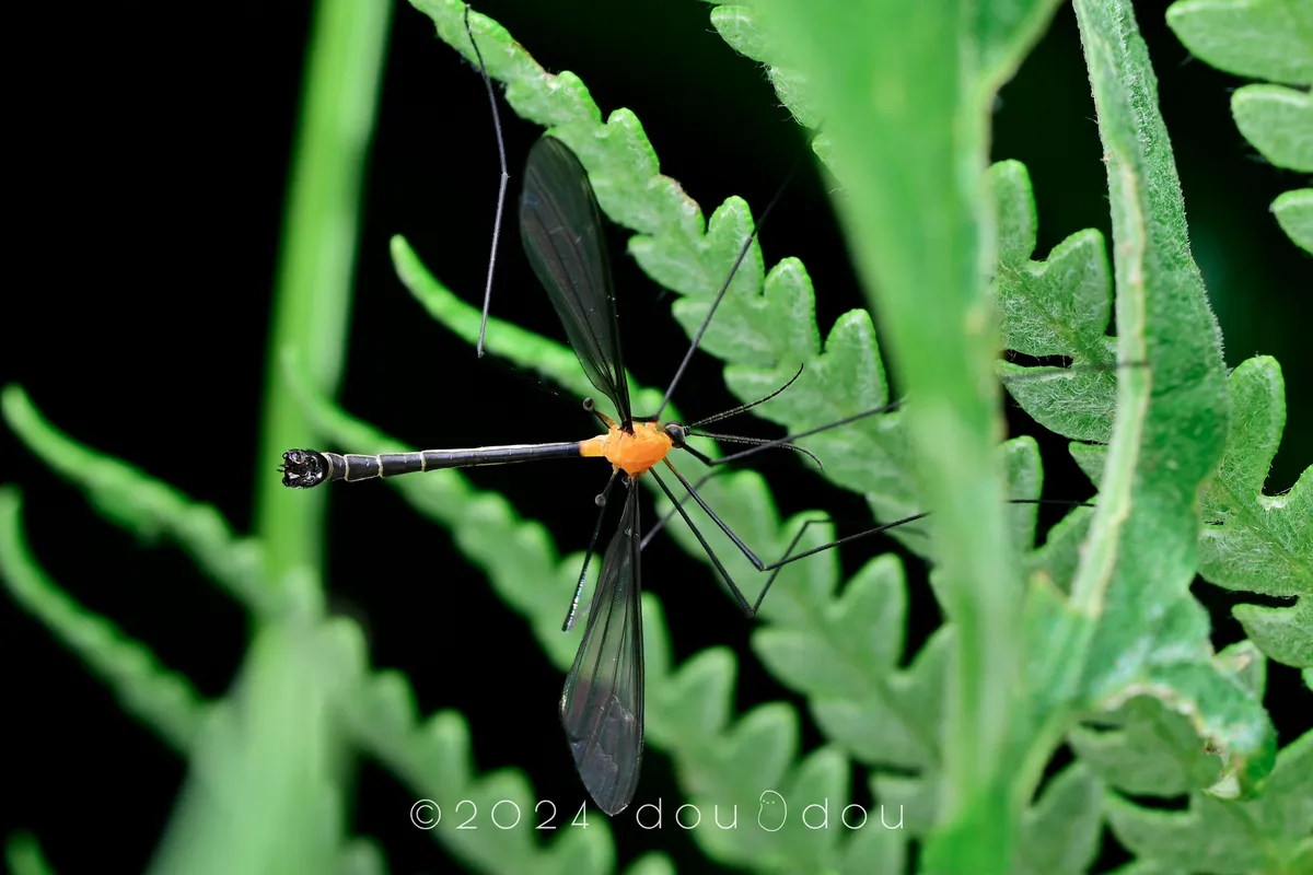 Cylindrotoma aurantia - photo 3