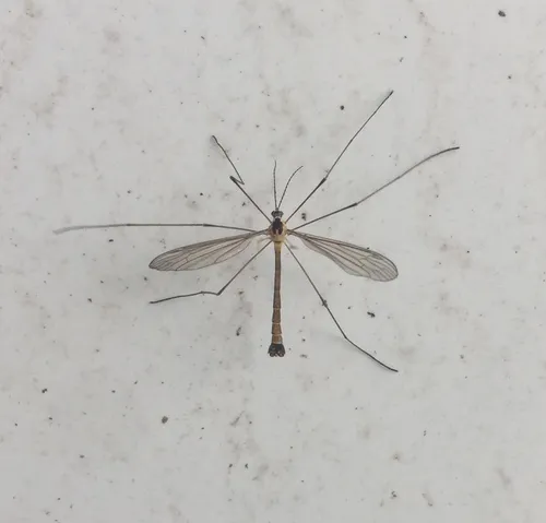 Cylindrotoma distinctissima