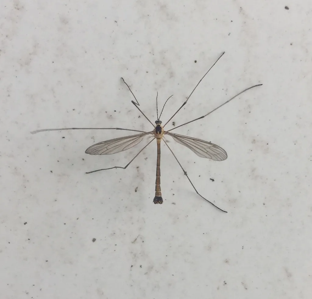 Cylindrotoma distinctissima - photo 2