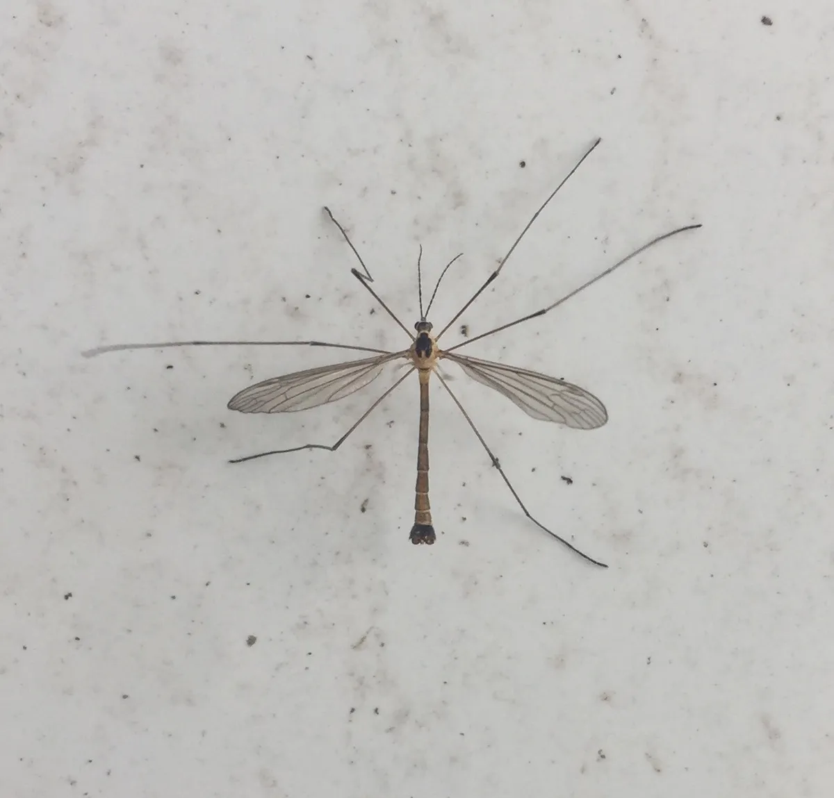 Cylindrotoma distinctissima - photo 3
