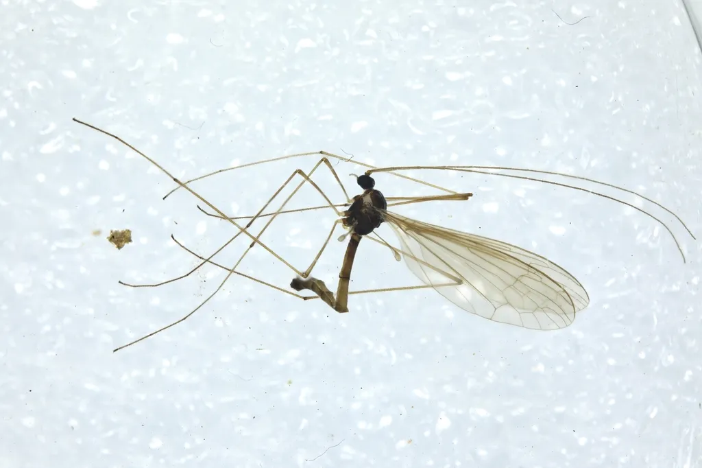 Cylindrotoma megacera - photo 2