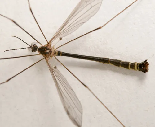 Cylindrotoma nigriventris
