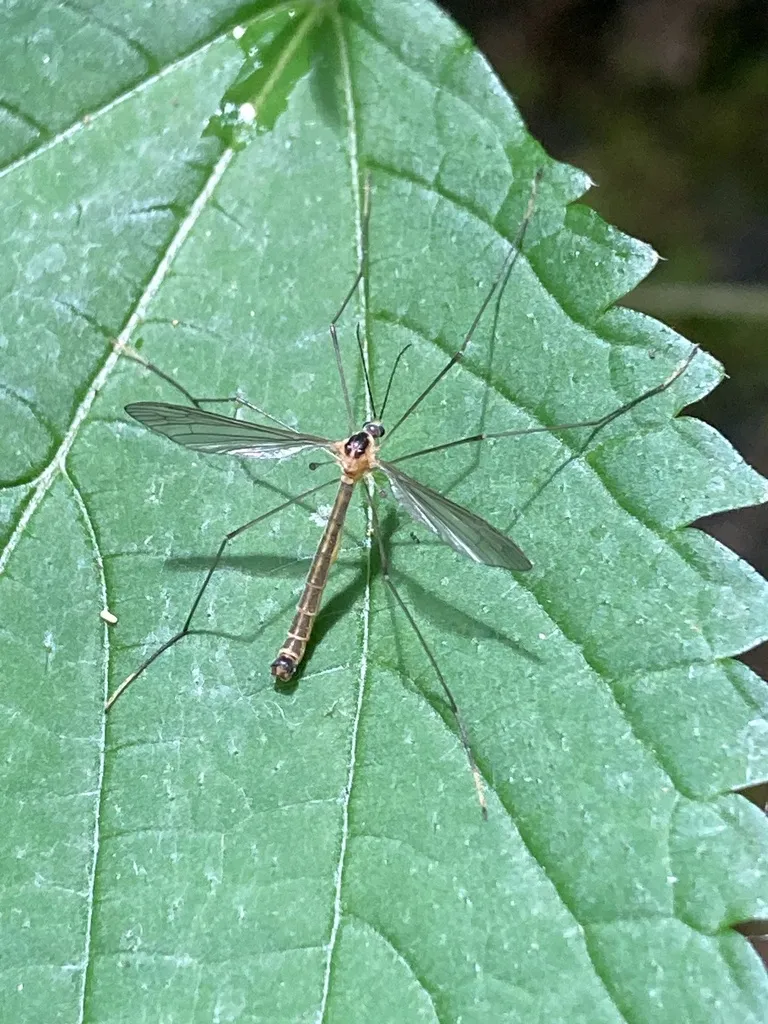 Cylindrotoma tarsalis - photo 2