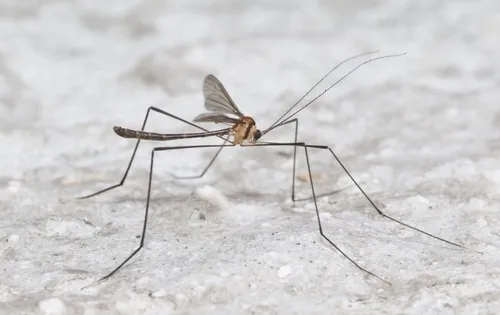Cylindrotomid Crane Flies - Cylindrotomidae
