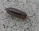Curly Woodlouse