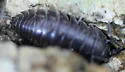 Curly Woodlouse - photo 2