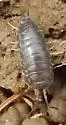 Curly Woodlouse - photo 3