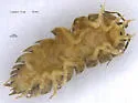 Curly Woodlouse - photo 4
