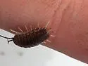 Curly Woodlouse - photo 5