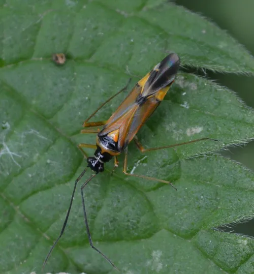 Cyllecoris histrionius