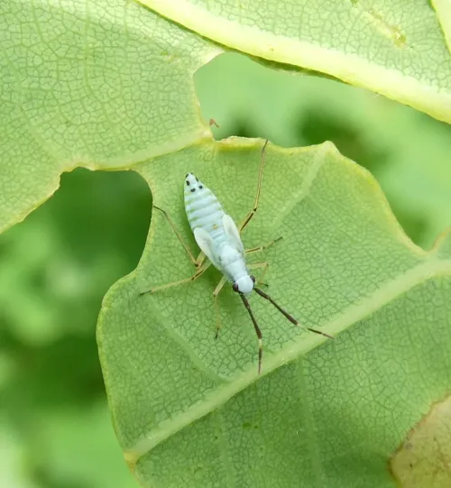 Cyllecoris histrionius - photo 2
