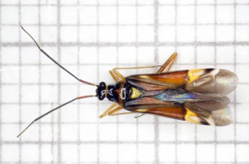 Cyllecoris histrionius - photo 3