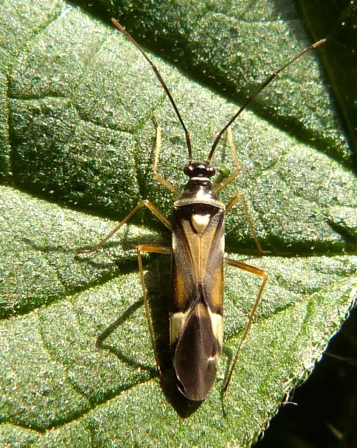 Cyllecoris histrionius - photo 4