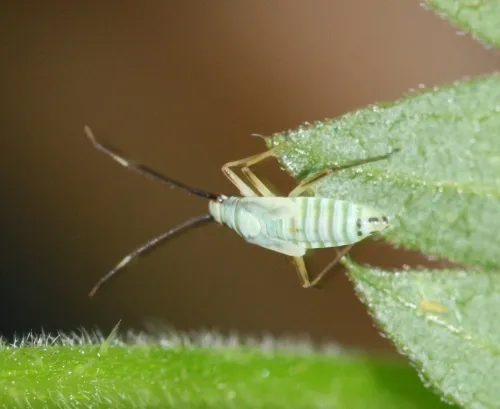 Cyllecoris histrionius - photo 5