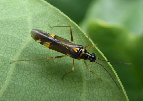 Cyllecoris histrionius - photo 6