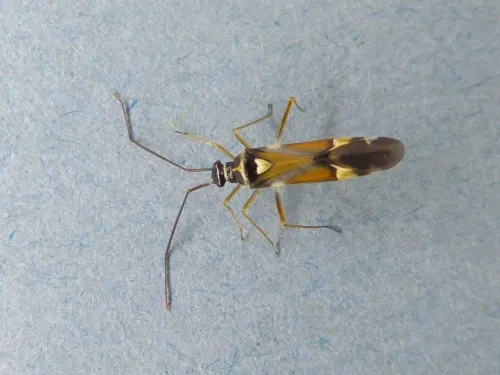 Cyllecoris histrionius - photo 7