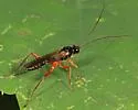 Cylloceria caligata - Cylloceria caligata