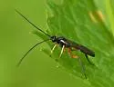 Cylloceria impolita