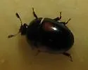 Cyllodes biplagiatus