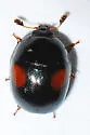 Cyllodes biplagiatus - photo 2