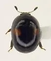 Cyllodes biplagiatus - photo 4