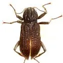 Cylloepus abnormis - Cylloepus abnormis