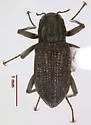 Cylloepus abnormis - photo 3