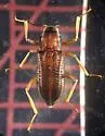 Cylloepus abnormis - photo 4