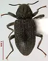 Cylloepus parkeri