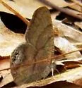 Gemmed Satyr - Hodges#4573 - photo 2