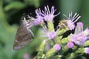 Fawn-spotted Skipper - Hodges#3997 - photo 2