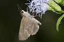 Fawn-spotted Skipper - Hodges#3997 - photo 3