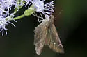 Fawn-spotted Skipper - Hodges#3997 - photo 4