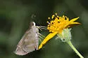 Fawn-spotted Skipper - Hodges#3997 - photo 5