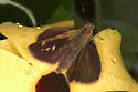 Three-Spotted Skipper - Hodges#3996 - photo 2