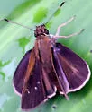 Three-Spotted Skipper - Hodges#3996 - photo 3