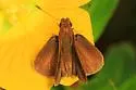 Three-Spotted Skipper - Hodges#3996 - photo 5